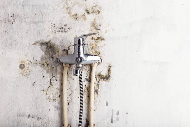 Best Fast Mold Removal  in Five Forks, SC