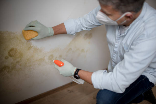 Best Mold Testing and Removal  in Five Forks, SC