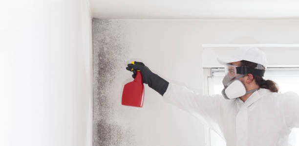 Best Home Mold Removal  in Five Forks, SC