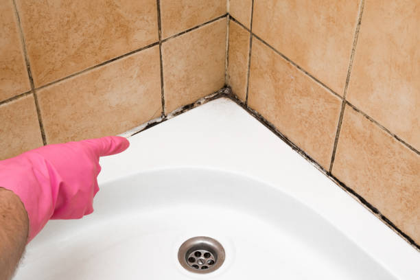 Best Office Mold Removal Services  in Five Forks, SC
